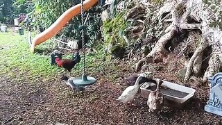 Rooster & Love