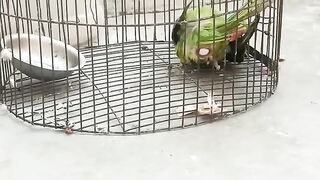 Parrots Friend