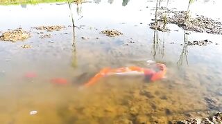 Koi Fishing