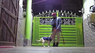 Dog Training Labrador