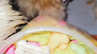 Shihtzu