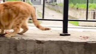 hungry cats ????