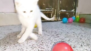 cute little cat