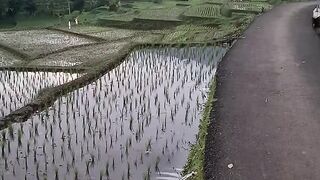 Suasana persawahan di pedesaan bikin betah