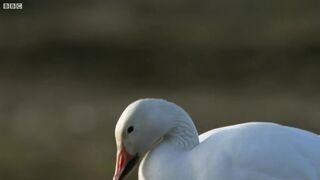 Arctic Fox Snatches Snow Goose Chicks