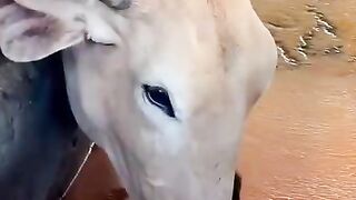 जय गौ माता जय गोपाल