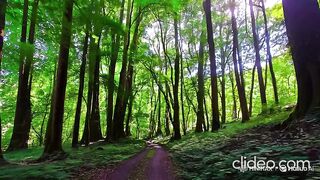 Walk in The Deep Forest