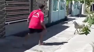 Man vs goat