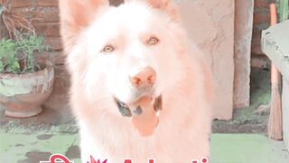 White German Shepherd free adoption