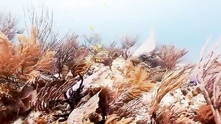 Underwater Sea Animals