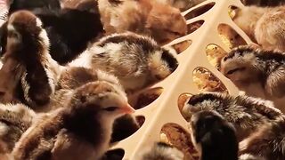 Appetite of a chicks