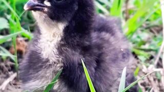 Baby Chick cries for help