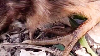 Baby Chick swallows a worm
