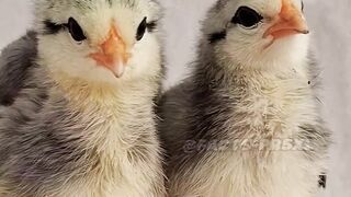 Cute Phoenix Chicks