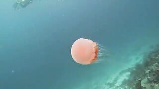 Beautiful Sea Animals