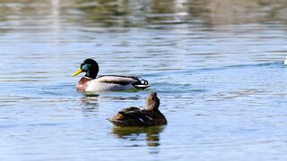 Ducks Swimming Gracefully on a Tranquil Lake