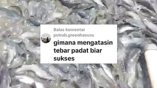 Begini cara TEBAR PADAT yang benar saat budidaya ikan lele, dijamin sukses