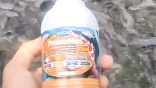 Kalau bibis pakan dengan probiomax boleh atau tidak❓
