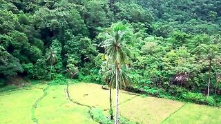 FREE VIDEO BACKGROUND VIEW OF RICE FIELDS IN THE VILLAGE (VIEW BY DRONE 4K)