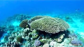Great Barrier Reef