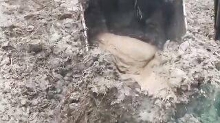 JAMUR LANGKA SEPERTI DAGING