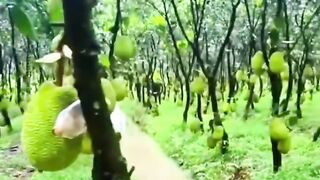 KEBUN NAGKA DI NEGARA VIETNAM