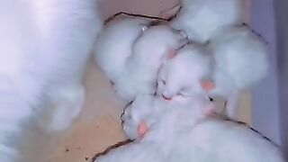 New baby kittens