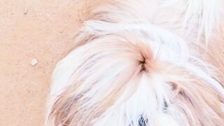 Shihtzu Adult Champion