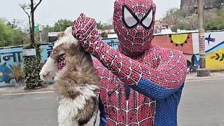 Spider man vs shihtzu