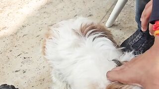 Shihtzu playing