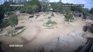 Elephants at San Diego zoo huddle to protect calves during earthquake.