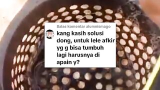 Solusi untuk ikan lele KUNTET yang gak bisa tumbuh lagi