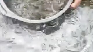 Budidaya ikan lele itu WAJIB sortir, BENAR atau TIDAK❓