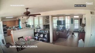 Home video captures pets reacting to California earthquake.
