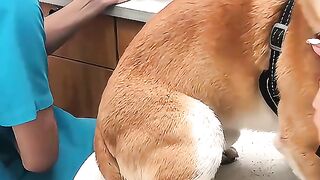 Dogs That are Afraid of their Vets!