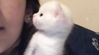 Cats Mocking and Imatating Their Owners!