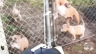 Dogs can understand what you are saying