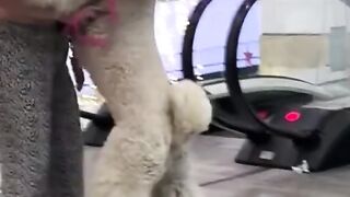 Dogs don’t know how big they are!!