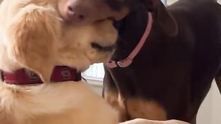 I think my dog ate another dog!