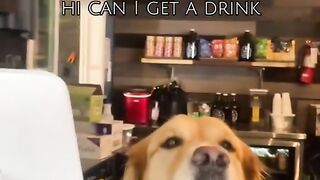 Dogs First Day at Work!