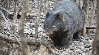 "You Won’t Believe What This Animal Did! | Must Watch"