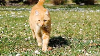 "This Cat Walks Like a Boss! | Cutest Cat Ever"