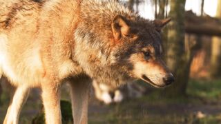 "Wolf of the Wilderness: Master of Survival"