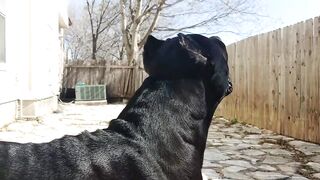 Cane corso Protect his friend????????