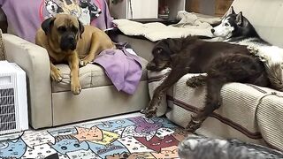 Dogs and Cats Gang