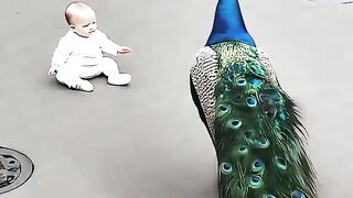 “Family’s Guardian Angel Peacock