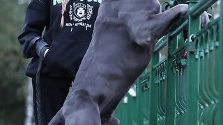 Cane corso ????????