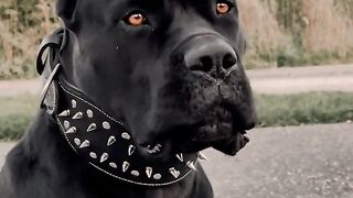 Cane corso