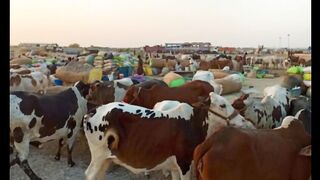 Karachi Mewashi Mandi Northern Bypass enter final stages Preparations for Cattle-Friendly Market 2025