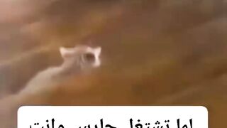 لما تشتغل حارس وانت بنخاف من ظلك